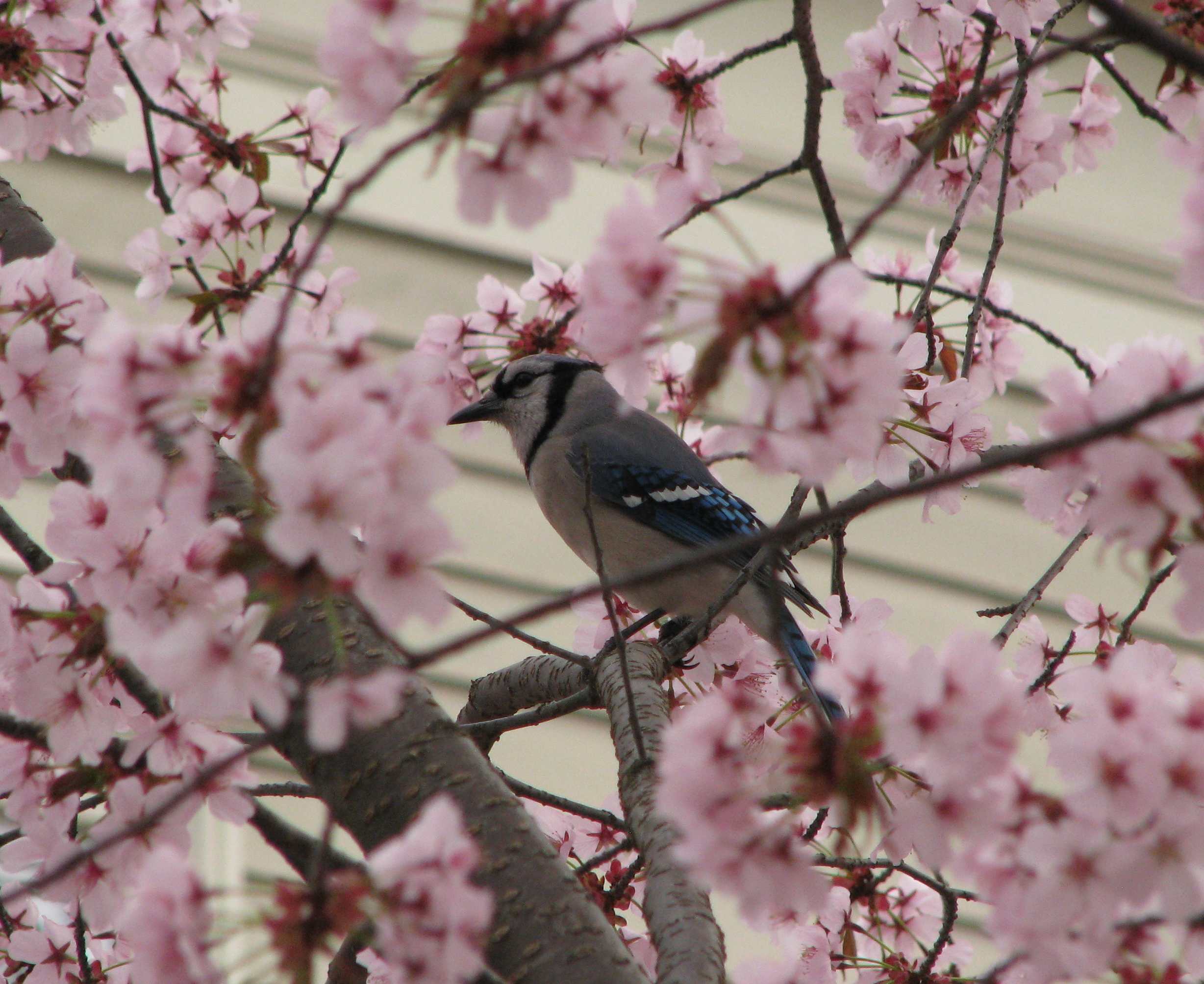 Bluejay  and cherry blossoms
