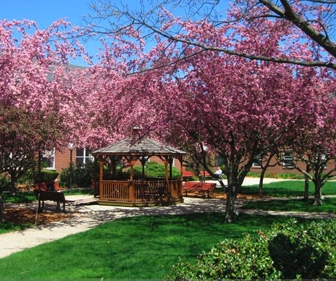 Courtyard in Springtime