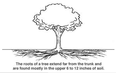 root diagram from TreesAreGood.org